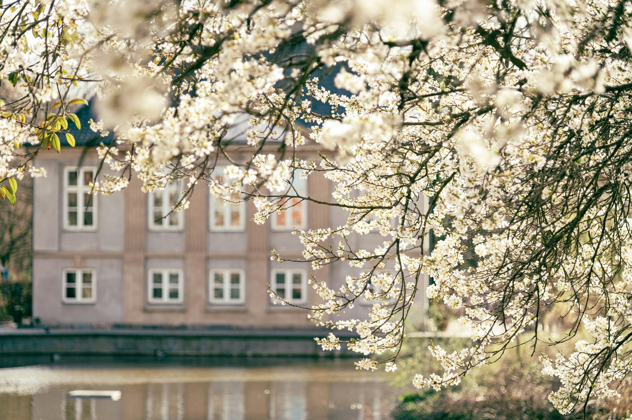 Kirsebærblomster i forgrunden med udsyn over en sø til en klassisk bygning i Frederiksberg, København, i dagslys uden synlige personer.